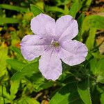 Ruellia humilis Kvet