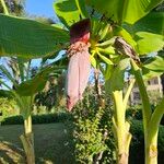 Musa acuminata Feuille