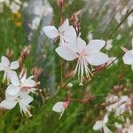 Oenothera gaura Λουλούδι