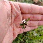 Cardamine parviflora Hoja