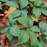 Parthenocissus quinquefolia पत्ता