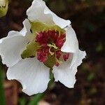 Pyrus pyrifolia Цветок
