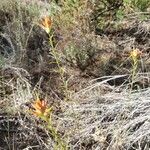 Castilleja linariifolia Leaf