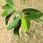 Antidesma venosum Leaf