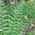 Dryopteris villarii Fulla