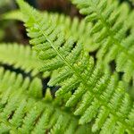 Athyrium filix-femina 葉