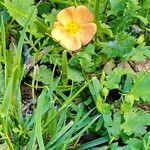 Modiolastrum malvifolium Floare