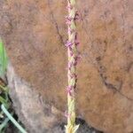 Digitaria monodactyla Flower