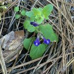 Scutellaria tuberosa Агульны выгляд