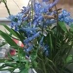 Corydalis sibirica Flower
