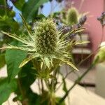 Eryngium planumBlodyn