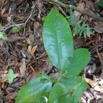 Cotylelobium melanoxylon Hoja