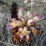 Orobanche ludoviciana Flower