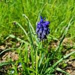 Muscari commutatum Blodyn