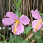 Kosteletzkya pentacarpos Flower