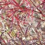 Limonium echioides Leaf