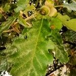 Quercus pubescens Fruit