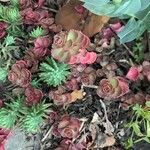 Sedum spurium Blad