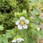 Kitaibelia vitifolia Flor