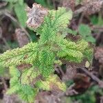 Teucrium hircanicum Blad