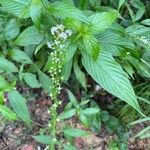 Gonzalagunia hirsuta Leaf