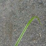 Cyperus strigosus 葉