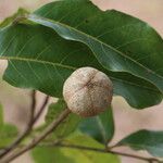 Khaya anthotheca Frukto