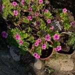 Catharanthus roseus Cvet