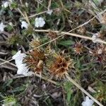 Galeopsis segetum Fruit