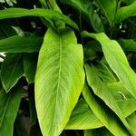 Alpinia galanga Leaf