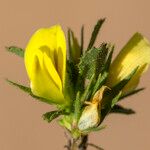 Ononis striata Other