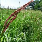 Tripsacum dactyloides Habit