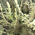 Salvia muirii Leaf