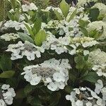 Hydrangea serrata Агульны выгляд