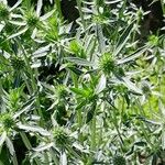 Eryngium giganteum Blüte