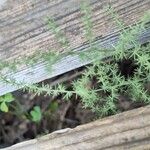 Asparagus acutifolius Blatt