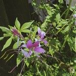 Cleome hassleriana 花