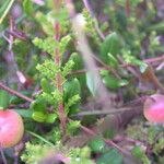 Vaccinium oxycoccos Fruto