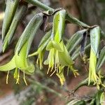 Puya mirabilis Flower