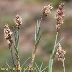 Aeluropus littoralis Fruit