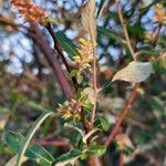 Salix salviifolia Plod