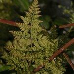 Anthriscus caucalis Fuelha