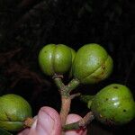 Coelocaryon preussii Fruto