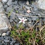 Arenaria purpurascens Blomst