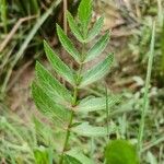 Sium sisarum Hoja