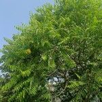 Ailanthus excelsa Φύλλο