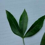 Zanthoxylum asiaticum पत्ता
