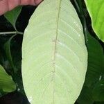 Psychotria viridis Blatt