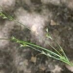 Juncus tenuis Flors