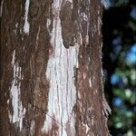 Agarista salicifolia 樹皮